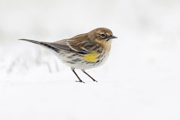 Jones, Adam 아티스트의 Yellow-rumped warbler on the ground feeding in winter작품입니다.